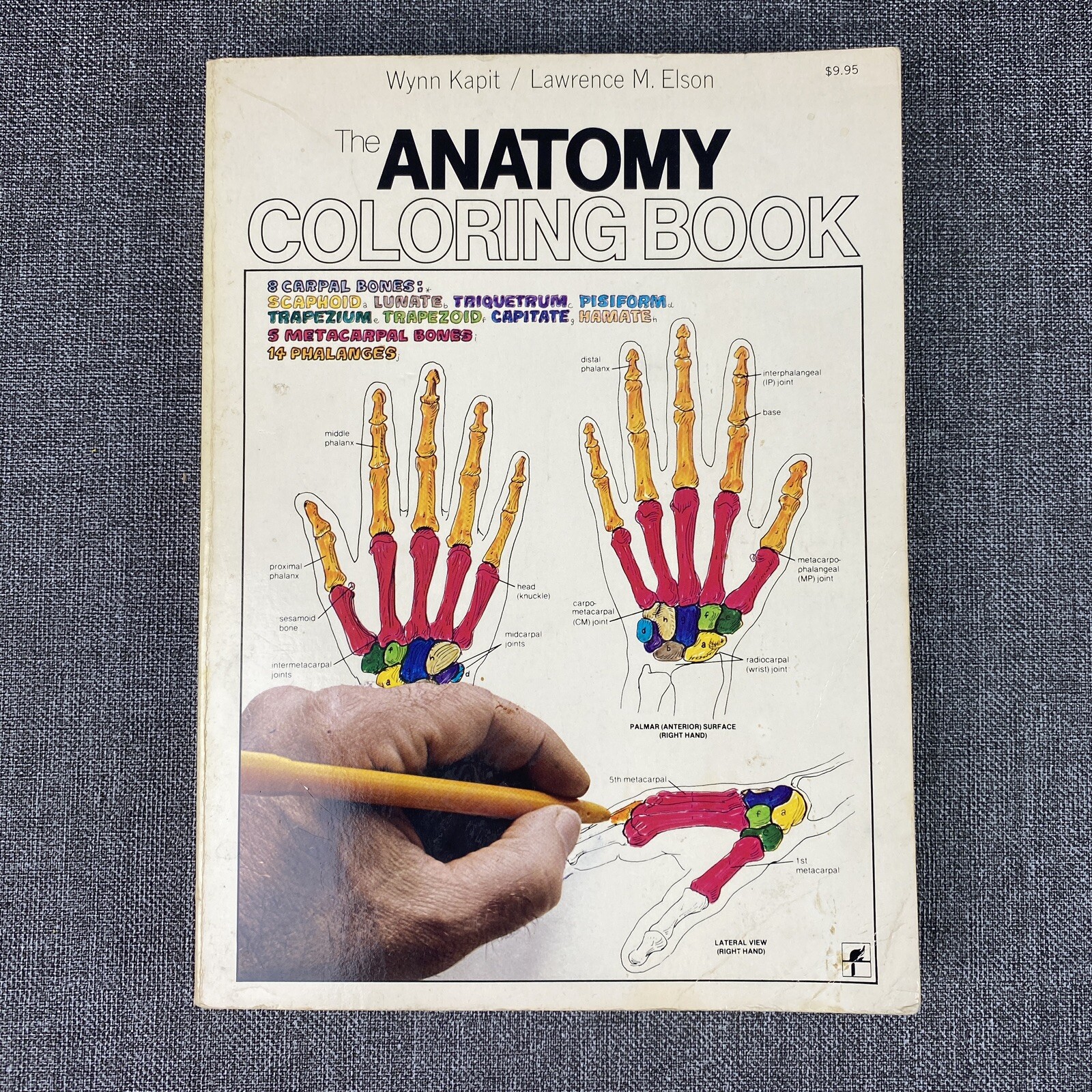 The Anatomy : Coloring Book by Lawrence M. Elson and Wynn Kapit 1997