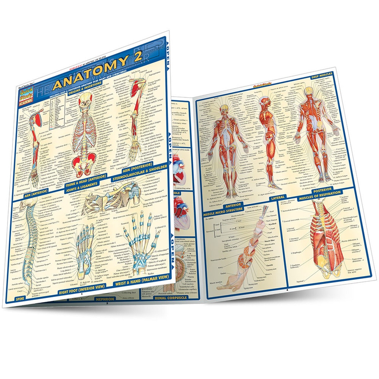 Anatomy 2 – Laminated Tri Fold Study Guide Brand new Study Aide  by Quick Study